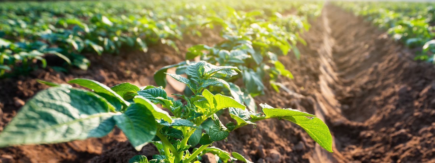potato plant field